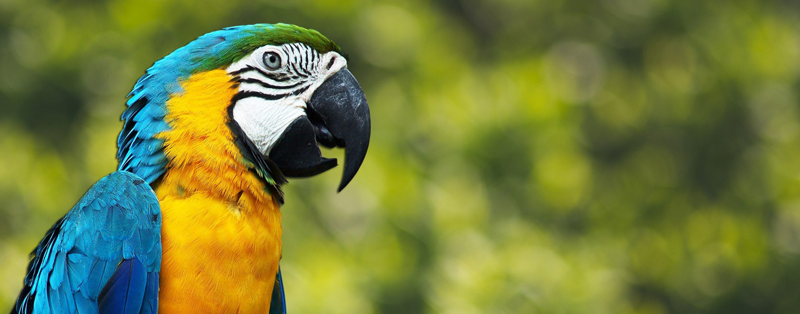 Изработка на сайт за Smartest Parrots